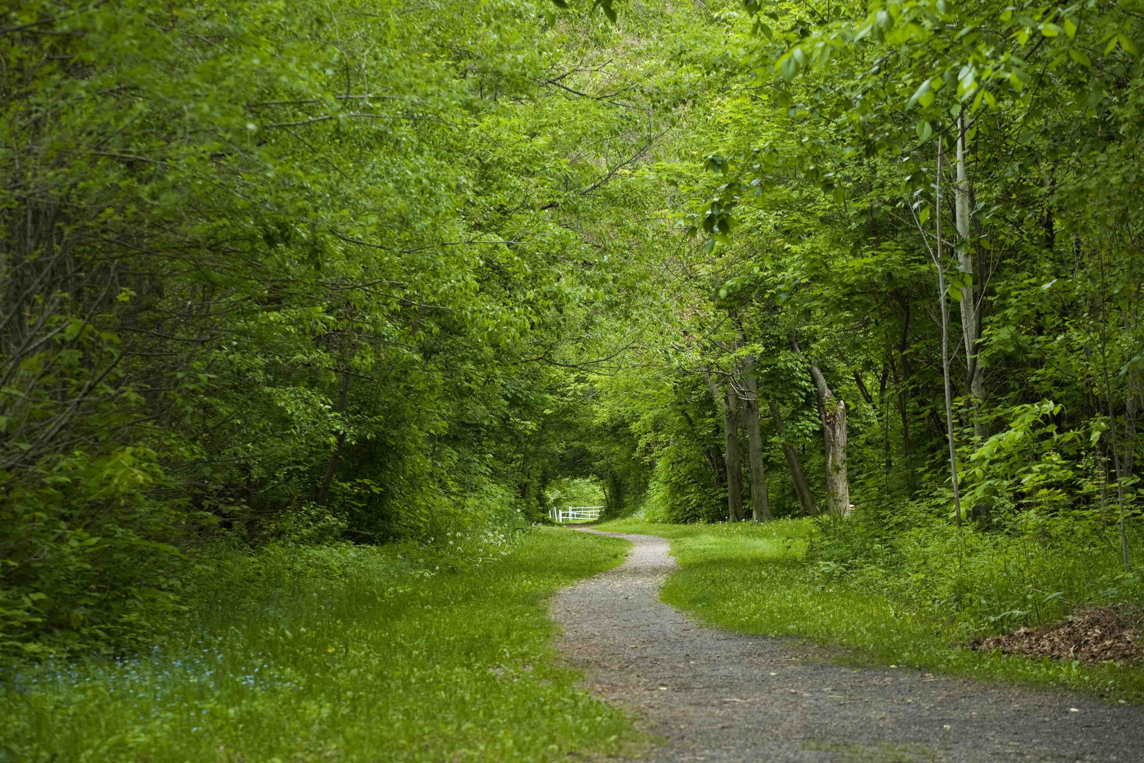 Tree Lined Path, Heeps Loans background image